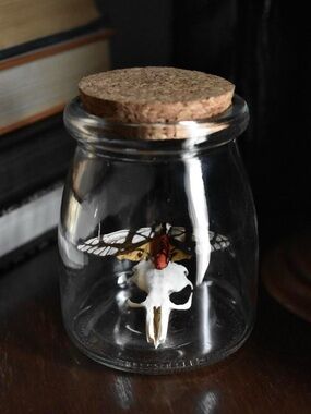 Moth specimen jar display